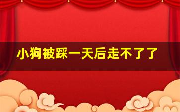 小狗被踩一天后走不了了