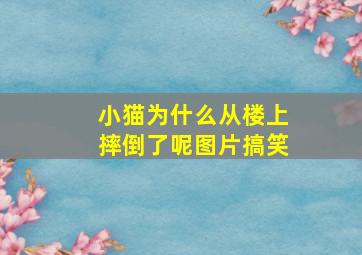 小猫为什么从楼上摔倒了呢图片搞笑