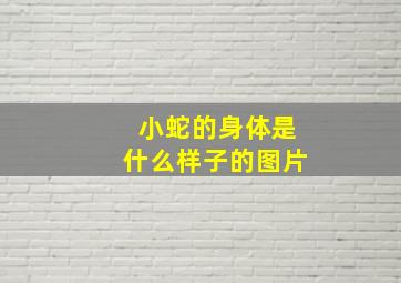 小蛇的身体是什么样子的图片