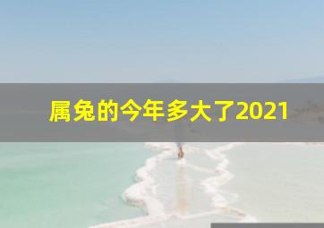 属兔的今年多大了2021