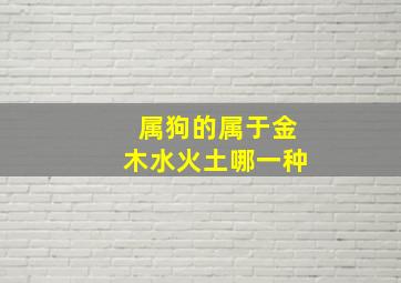 属狗的属于金木水火土哪一种