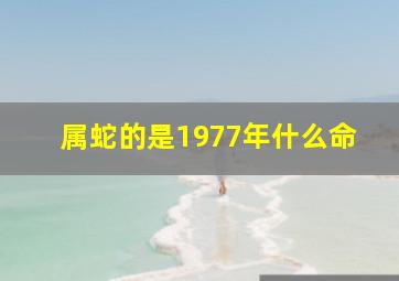 属蛇的是1977年什么命