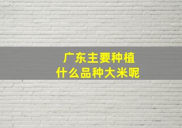 广东主要种植什么品种大米呢