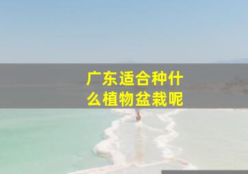 广东适合种什么植物盆栽呢