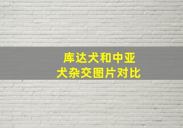 库达犬和中亚犬杂交图片对比