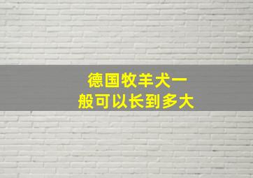 德国牧羊犬一般可以长到多大