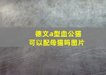 德文a型血公猫可以配母猫吗图片