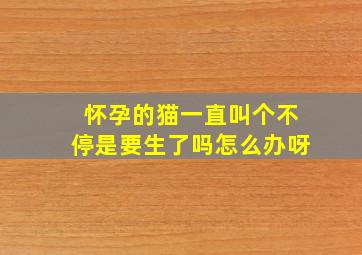 怀孕的猫一直叫个不停是要生了吗怎么办呀