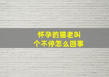 怀孕的猫老叫个不停怎么回事