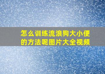 怎么训练流浪狗大小便的方法呢图片大全视频