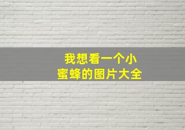 我想看一个小蜜蜂的图片大全