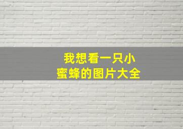 我想看一只小蜜蜂的图片大全