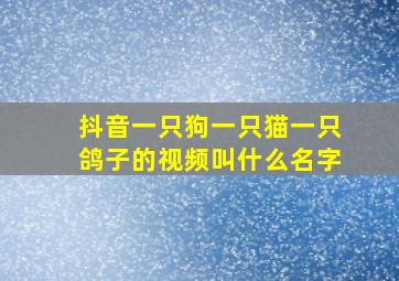 抖音一只狗一只猫一只鸽子的视频叫什么名字