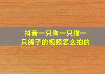 抖音一只狗一只猫一只鸽子的视频怎么拍的