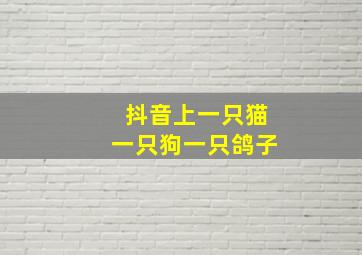 抖音上一只猫一只狗一只鸽子