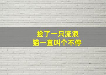 捡了一只流浪猫一直叫个不停