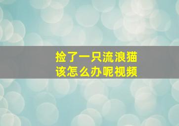 捡了一只流浪猫该怎么办呢视频