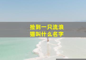 捡到一只流浪猫叫什么名字