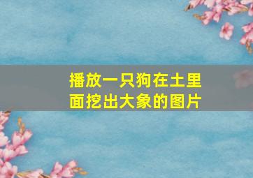 播放一只狗在土里面挖出大象的图片