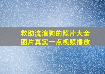 救助流浪狗的照片大全图片真实一点视频播放