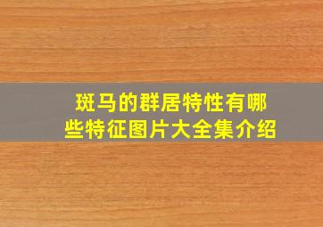 斑马的群居特性有哪些特征图片大全集介绍