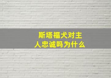 斯塔福犬对主人忠诚吗为什么