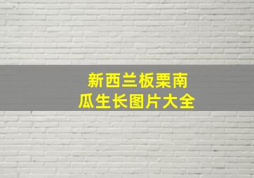 新西兰板栗南瓜生长图片大全