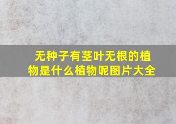 无种子有茎叶无根的植物是什么植物呢图片大全