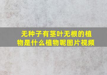 无种子有茎叶无根的植物是什么植物呢图片视频