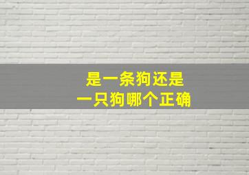 是一条狗还是一只狗哪个正确