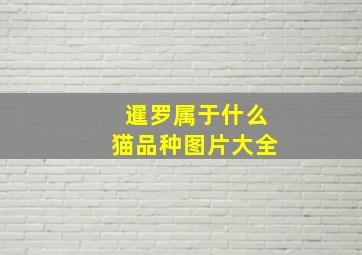 暹罗属于什么猫品种图片大全