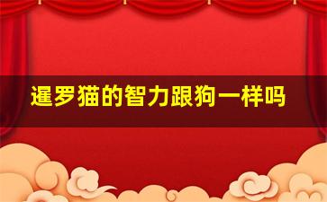 暹罗猫的智力跟狗一样吗