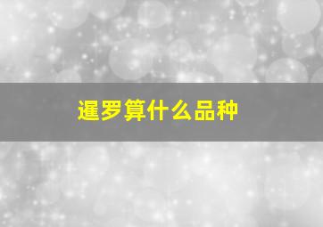 暹罗算什么品种