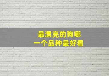 最漂亮的狗哪一个品种最好看