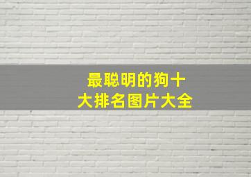 最聪明的狗十大排名图片大全