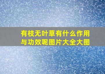 有枝无叶草有什么作用与功效呢图片大全大图