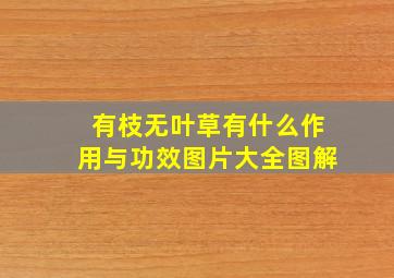 有枝无叶草有什么作用与功效图片大全图解