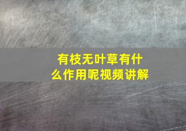 有枝无叶草有什么作用呢视频讲解