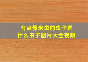 有点像米虫的虫子是什么虫子图片大全视频