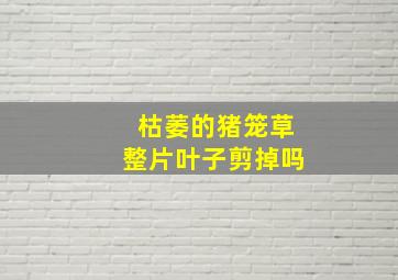 枯萎的猪笼草整片叶子剪掉吗