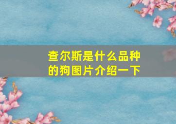 查尔斯是什么品种的狗图片介绍一下