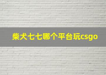 柴犬七七哪个平台玩csgo