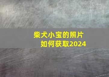 柴犬小宝的照片如何获取2024