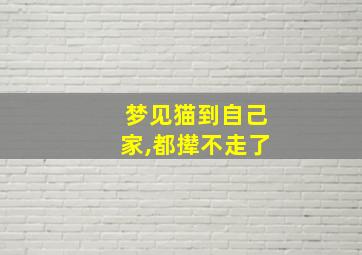 梦见猫到自己家,都撵不走了