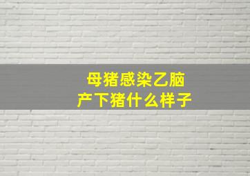 母猪感染乙脑产下猪什么样子