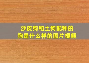 沙皮狗和土狗配种的狗是什么样的图片视频