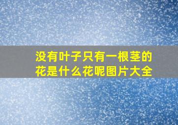 没有叶子只有一根茎的花是什么花呢图片大全