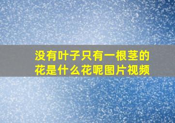 没有叶子只有一根茎的花是什么花呢图片视频