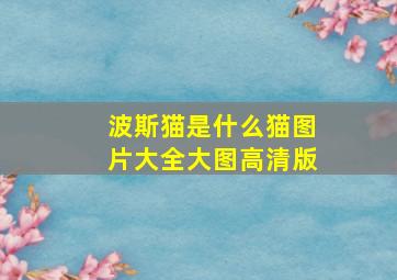 波斯猫是什么猫图片大全大图高清版