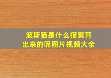 波斯猫是什么猫繁育出来的呢图片视频大全